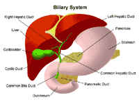 Illustration of the anatomy of the biliary system