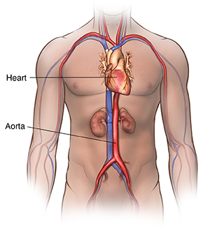 Front view of male outline showing heart, kidneys, and aorta.