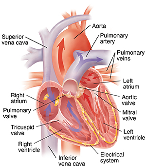 Cross section of heart showing chambers, valves, electrical system, and main blood vessels.