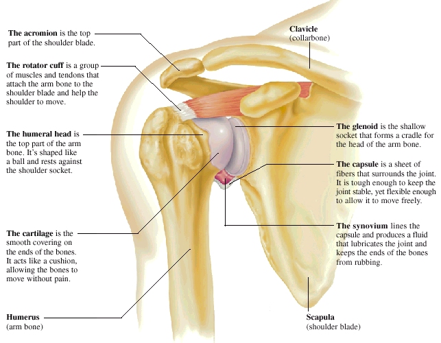 Front view of shoulder anatomy showing bones, muscles, tendons, and ligaments. Acromion is top part of shoulder blade. Rotator cuff is group of muscles and tendons that attach arm bone to shoulder blade and help shoulder move. Humerus is arm bone. Humeral head is top part of arm bone shaped like ball and resting against shoulder socket. Scapula is shoulder blade. Glenoid is shallow socket that forms cradle for head of arm bone. Cartilage is smooth covering on ends of bones, cushioning them and allowing them to move without pain. Capsule is sheet of fibers that surround joint. Capsule is tough enough to keep joint stable yet flexible enough to allow it to move freely.