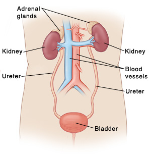 Front view of torso and abdomen showing kidneys, bladder and adrenal glands.