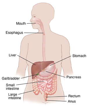 Front view of woman showing mouth, esophagus, stomach and intestines.