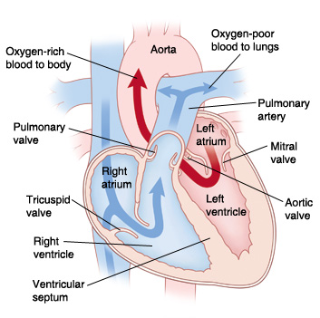 Front view cross section of heart with arrows showing oxygen-poor blood pumping to lungs from right side of heart. Arrows on left side of heart show oxygen-rich blood pumped to body.