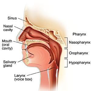 Side view of head showing mouth and throat anatomy.