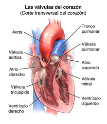 Anatomía del corazón, vista de las válvulas