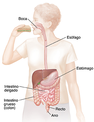 Vista frontal de una mujer comiendo un sándwich, donde se puede ver el sistema digestivo. 