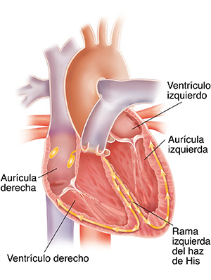 Corte transversal del corazón donde se observa el sistema de conducción.