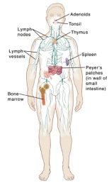 Illustration of the immune system
