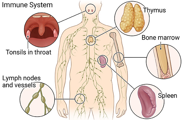 Immune system.
