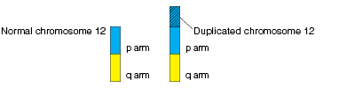 Normal chromosome with p arm and q arm, compared to chromosome with part of p arm duplicated.